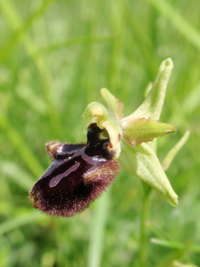 Ophrys incubacea subsp vivarensis (?)
